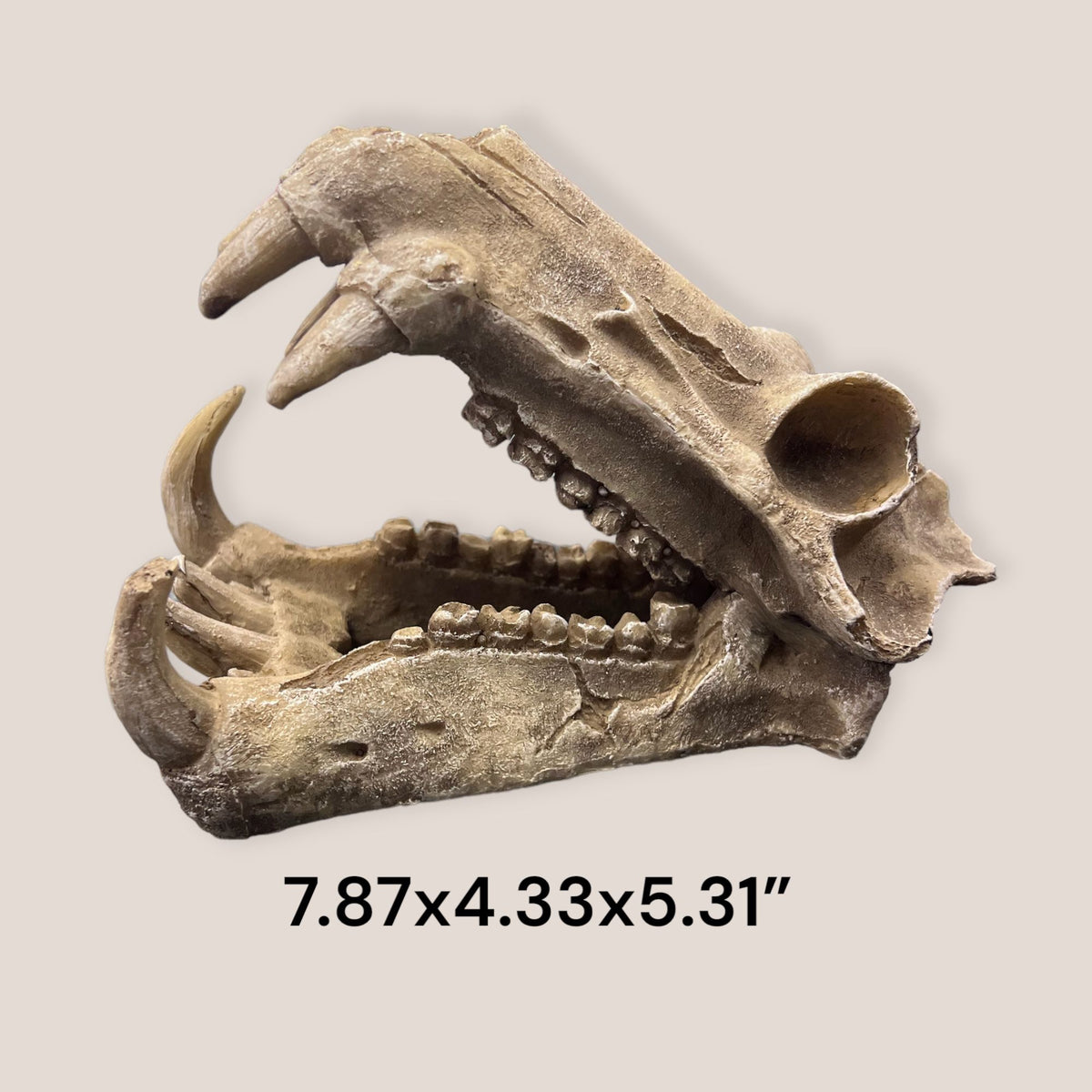 Cabeza de Dinosaurio