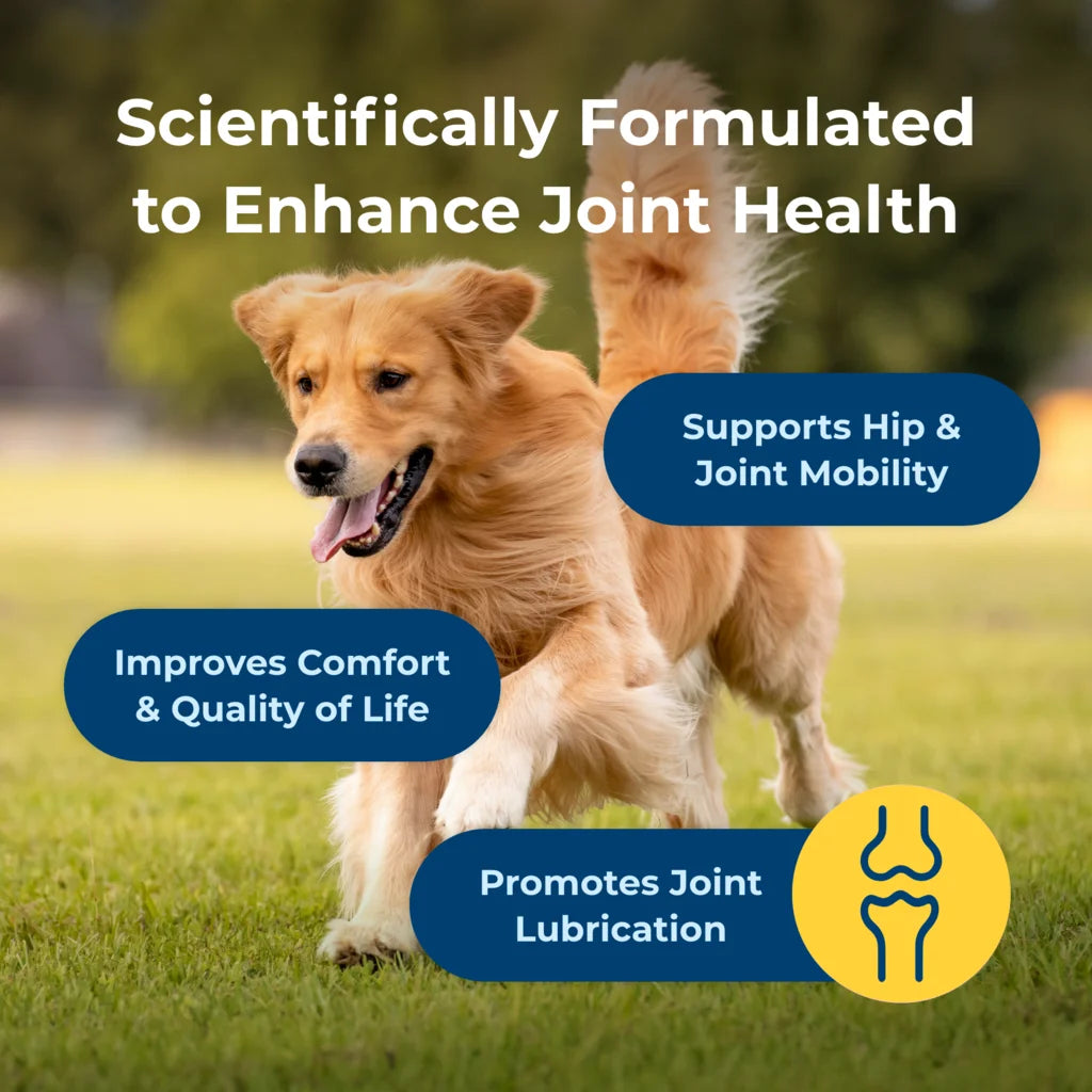 Dyne Joint Health & Mobility